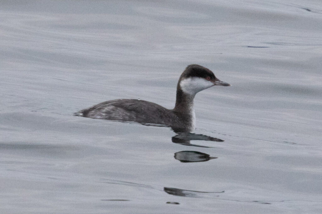 Horned Grebe