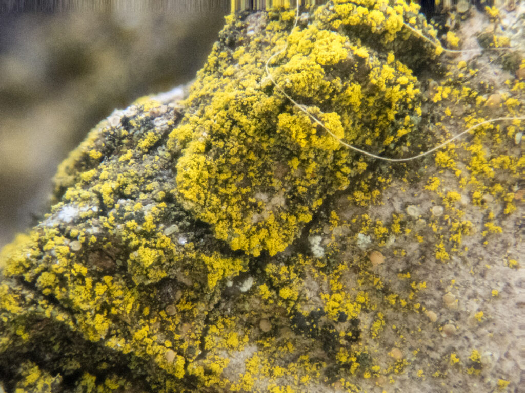 Golden Lichen