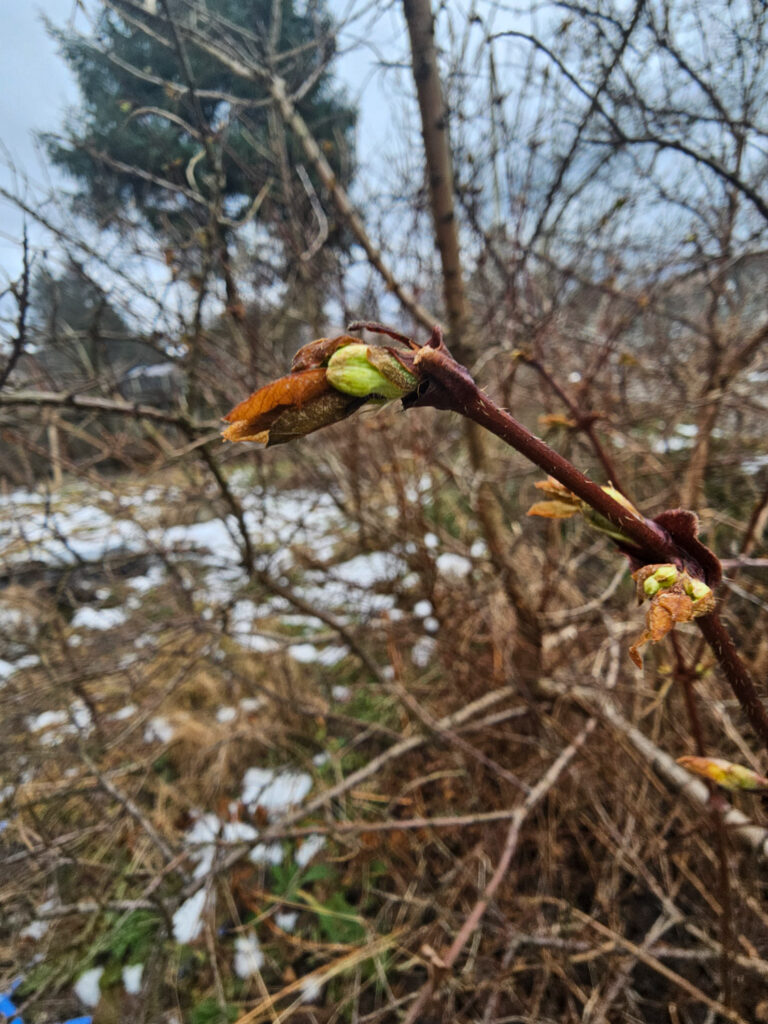 Honeyberry Damage