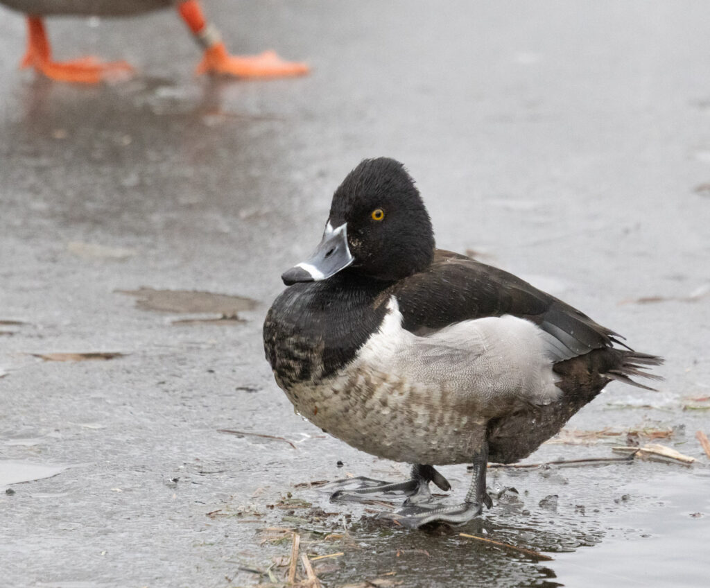 Ring-necked Duck and Banded Mallard