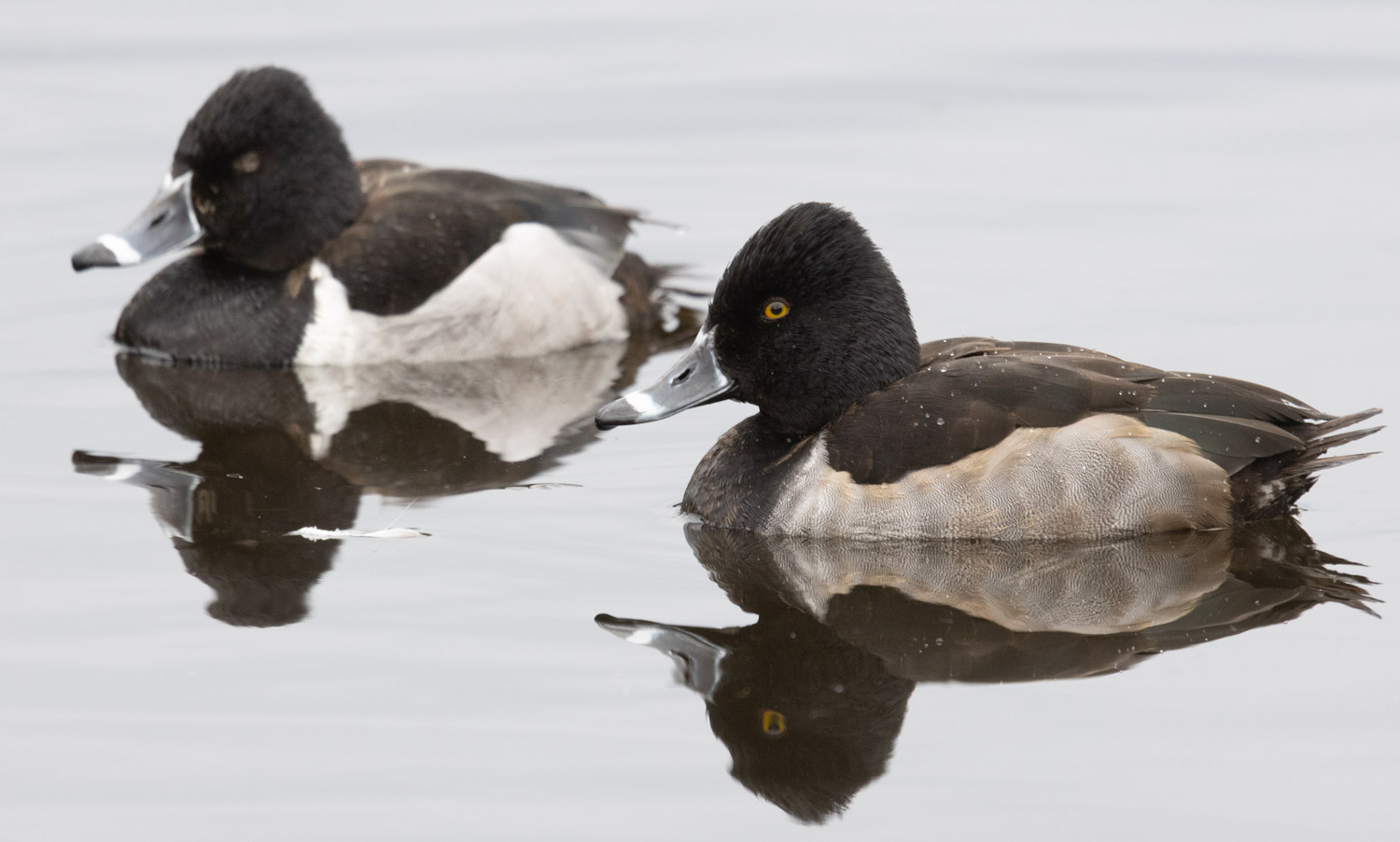 Ring-necked Ducks