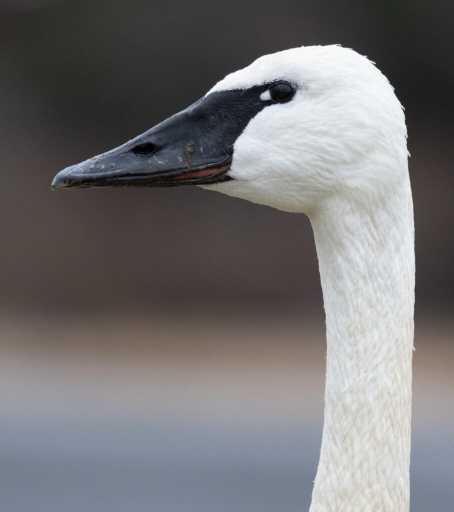 Trumpeter Swan