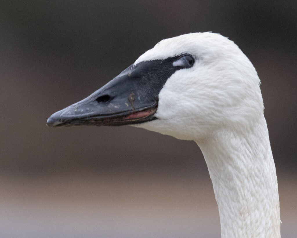 Trumpeter Swan