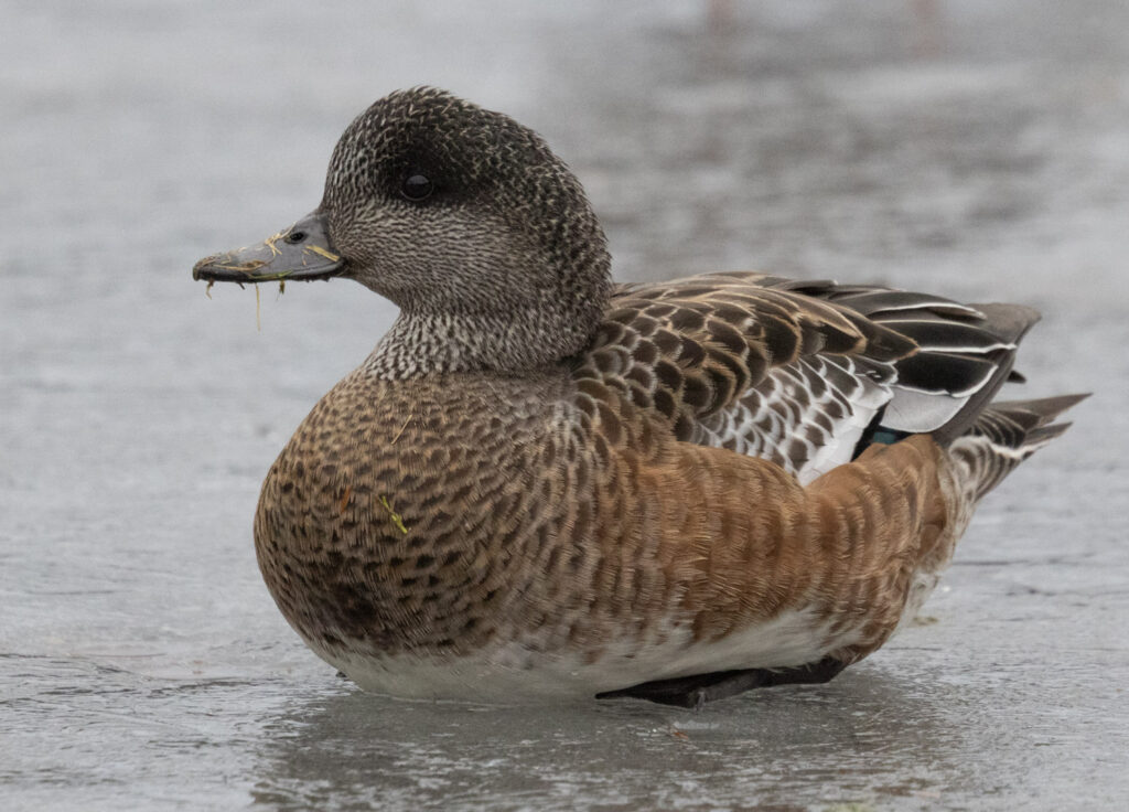 American Wigeon