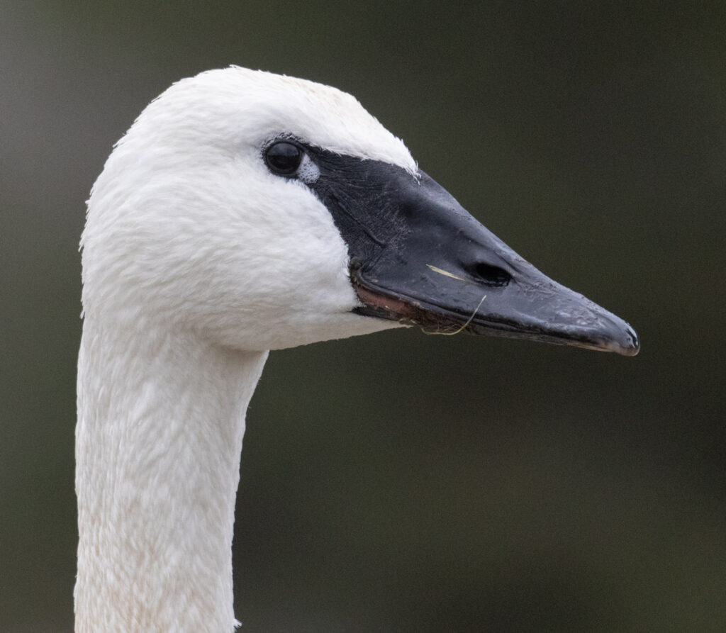 Trumpeter Swan