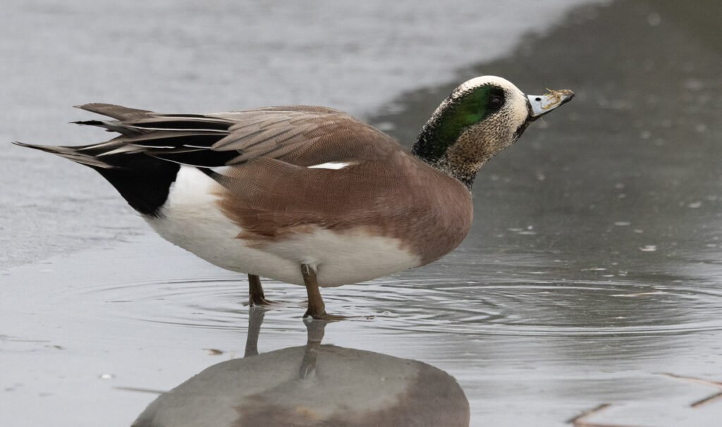 American Wigeon