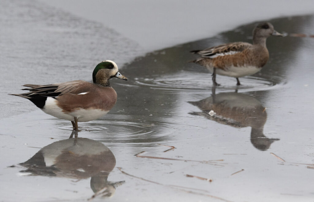 American Wigeons