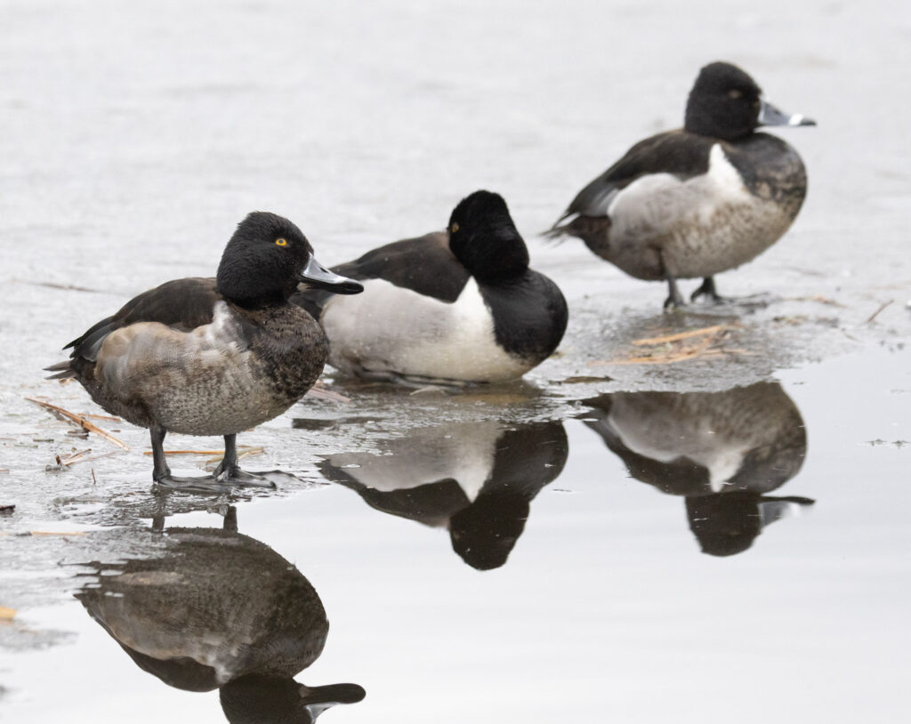 Ring-necked Ducks