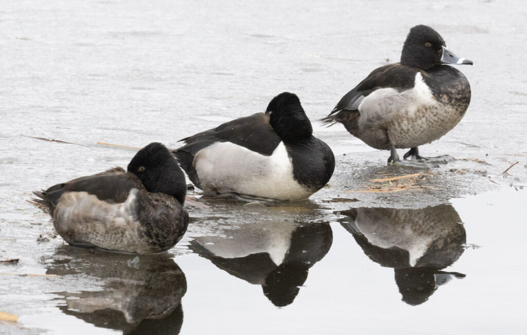 Ring-necked Ducks