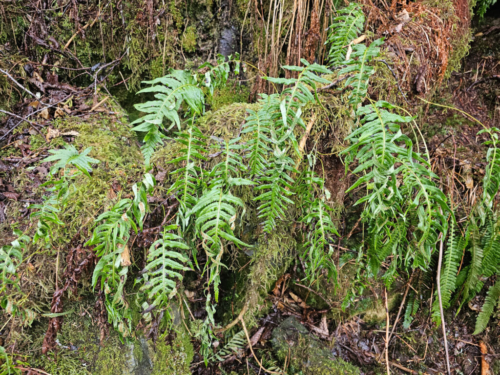 Licorice Fern (Polypodium glycyrrhiza)