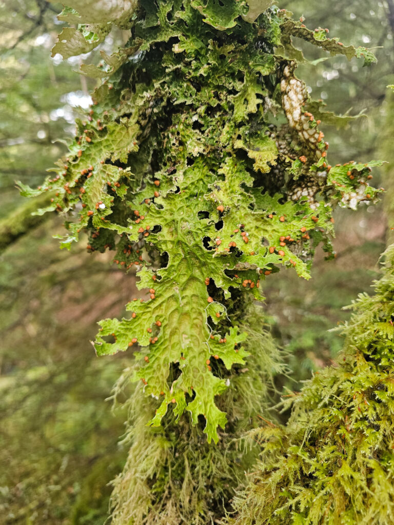 Lungwort (<em>Lobaria pulmonaria</em>)