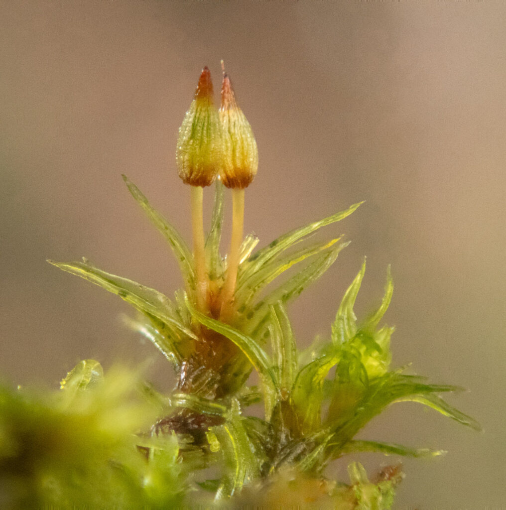 Small Moss (Orthotrcihum sp.)