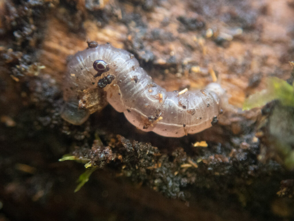 Cranefly Larva