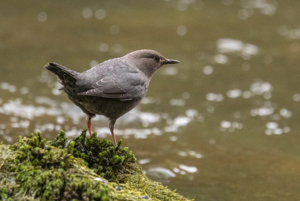 American Dipper