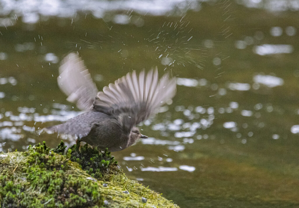 American Dipper Taking Flight