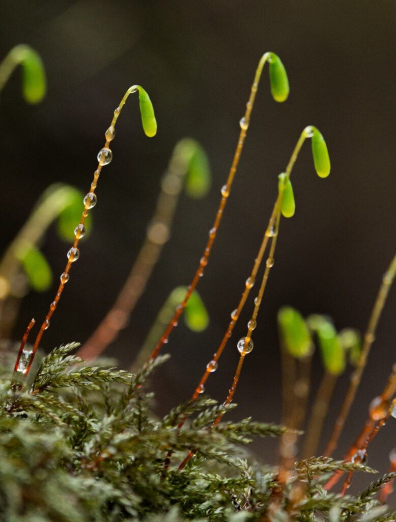 Sporophytes