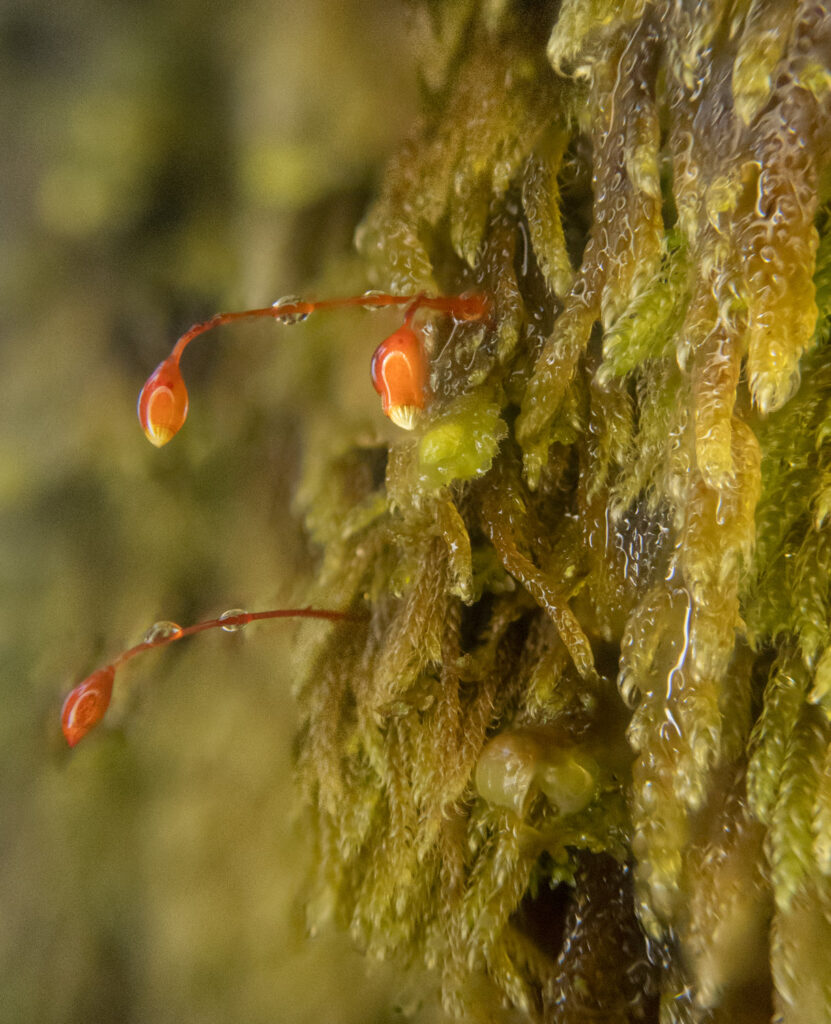 Moss (<em>Hypnum circinale</em>)