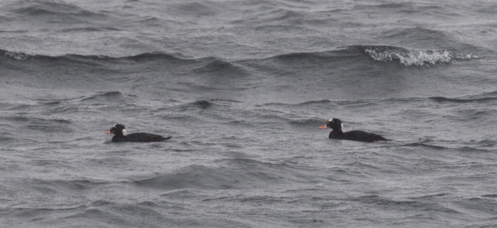 Surf Scoters