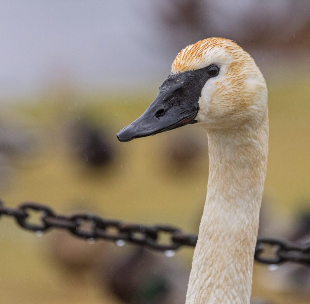 Trumpeter Swan