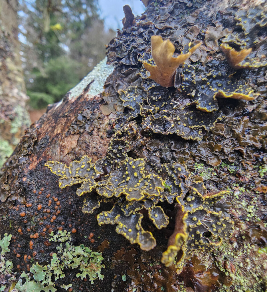 <em>Pseudocyphellaria citrina</em>