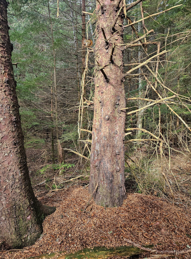 Red Squirrel over Midden