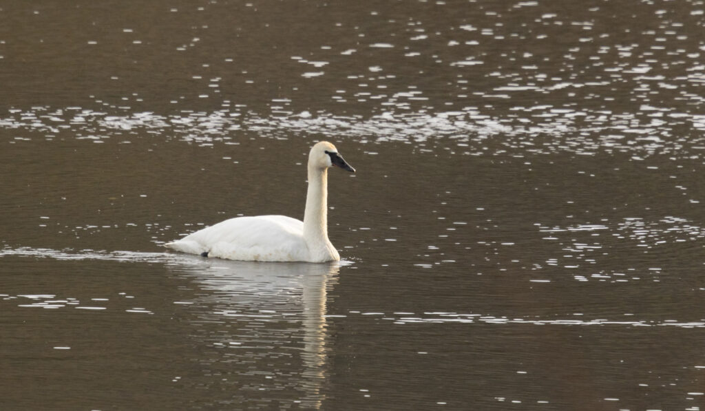 Trumpeter Swan