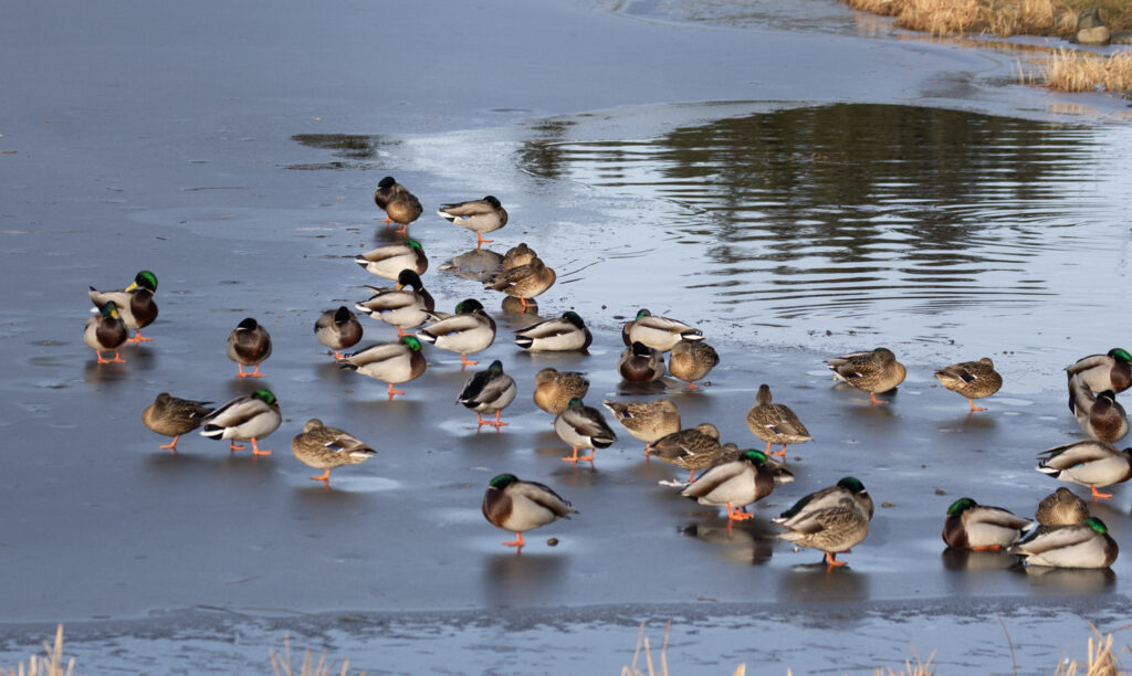 Ducks at Swan Lake