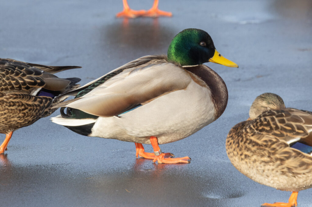 Banded Mallard