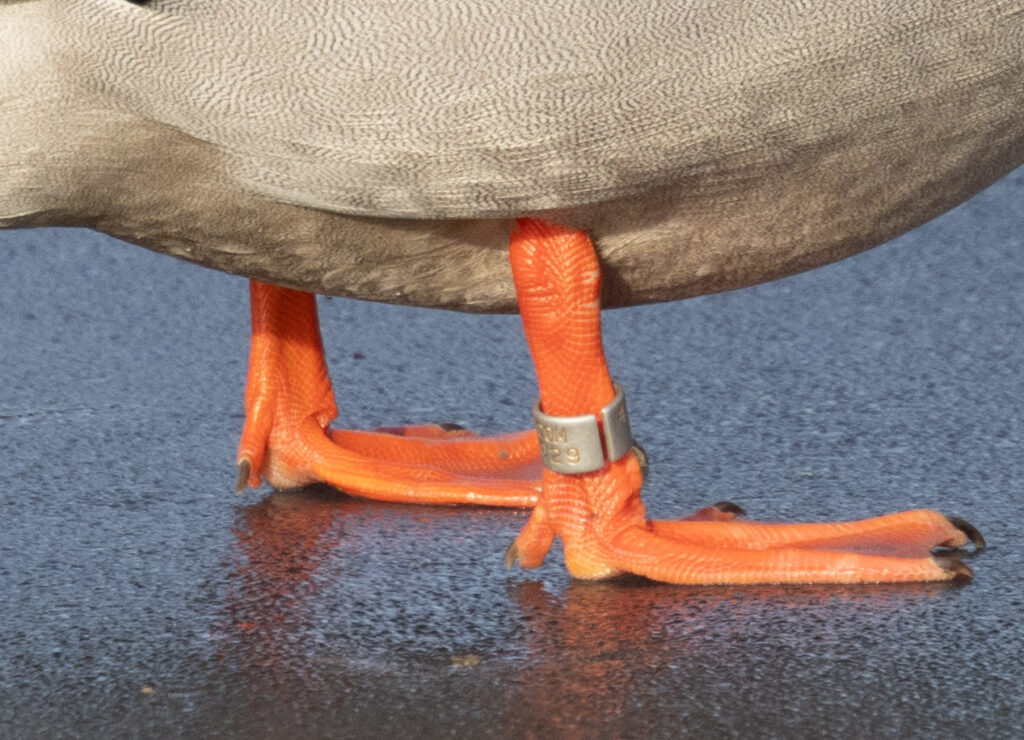 Mallard Band