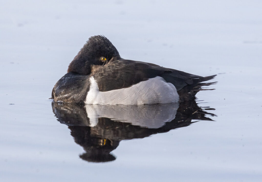 Ring-necked Duck