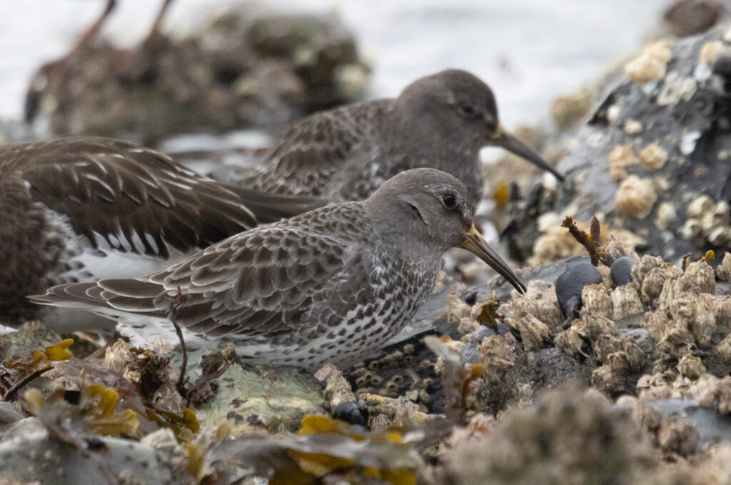 Rock Sandpipers