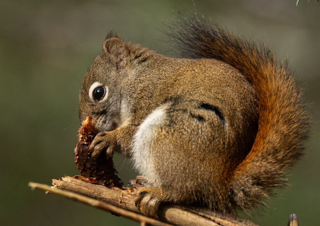 Red Squirrel with a Cone