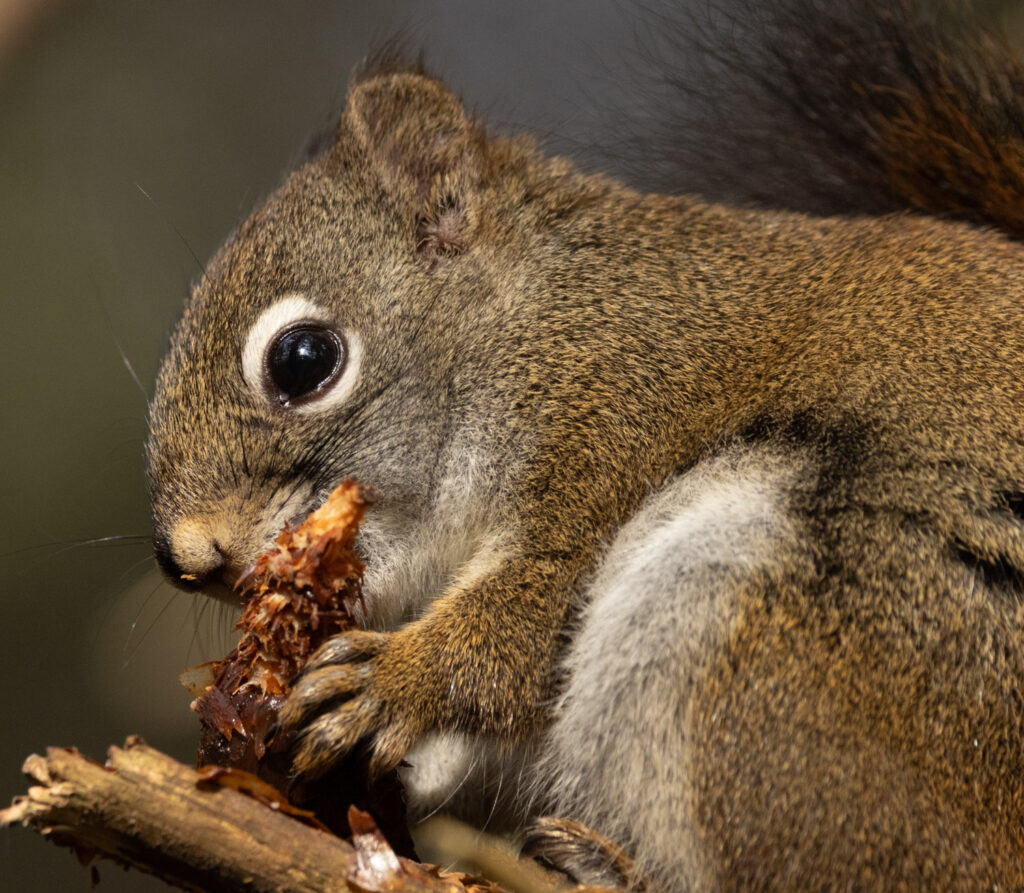 Red Squirrel with a Cone