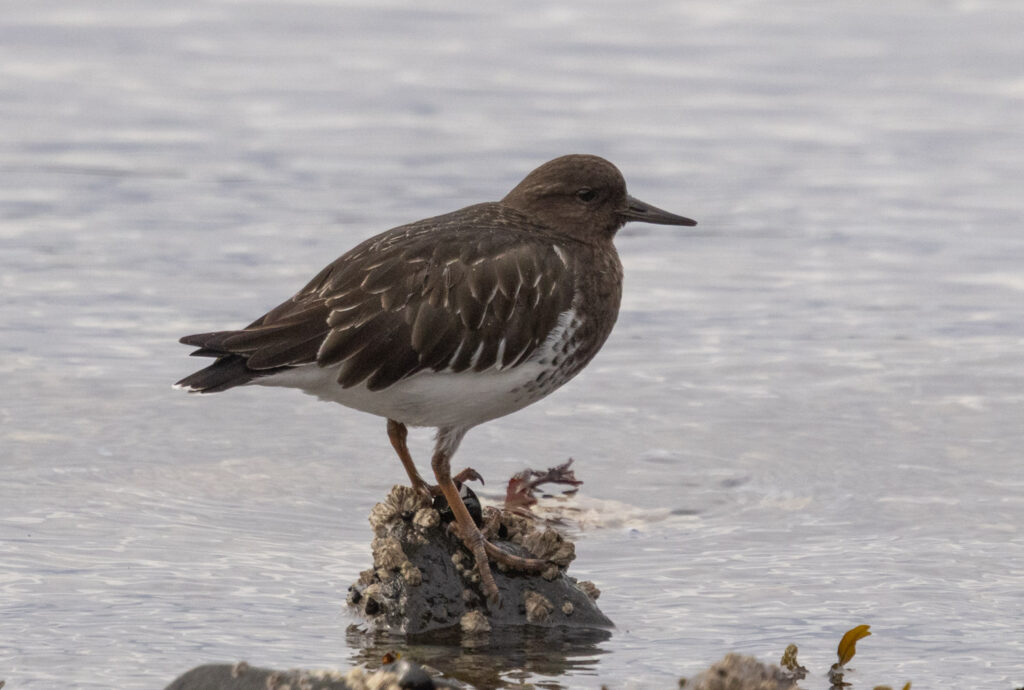 Black Turnstone