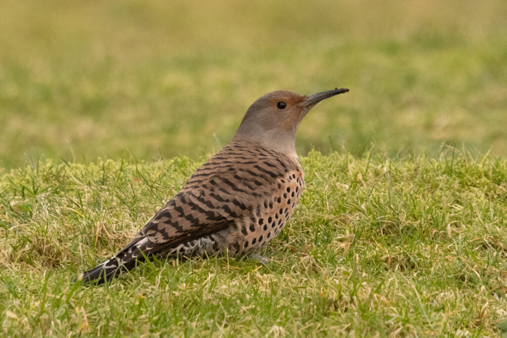 Northern Flicker