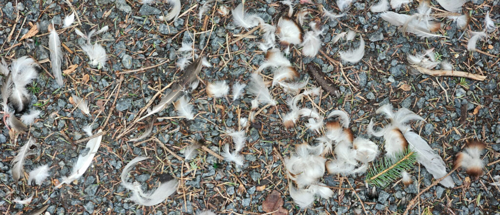 Duck Feathers