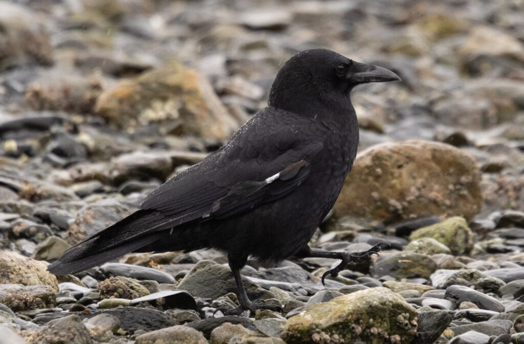 Crow