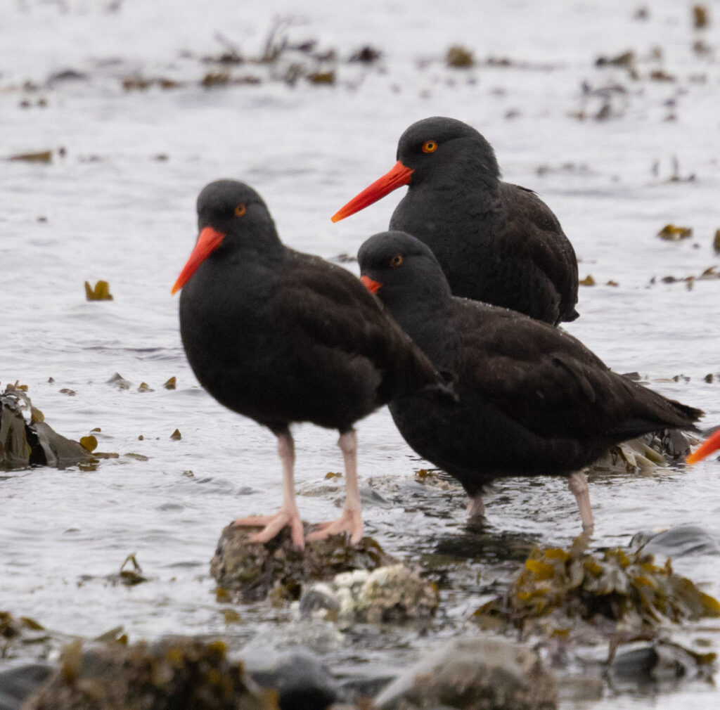 Black Oystercatchers