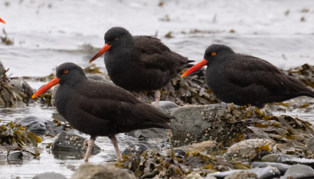 Black Oystercatchers