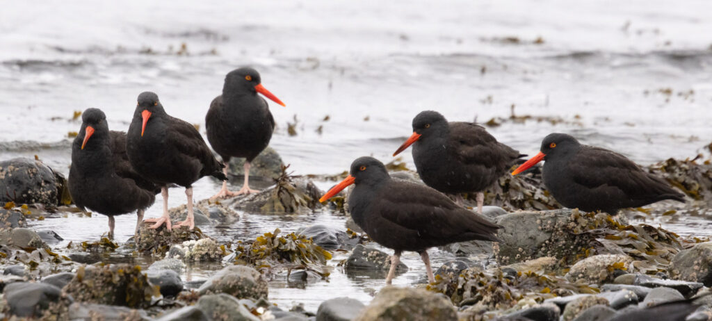 Black Oystercatchers