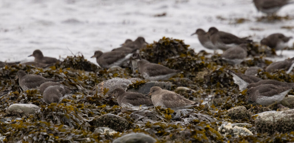 Surfbirds