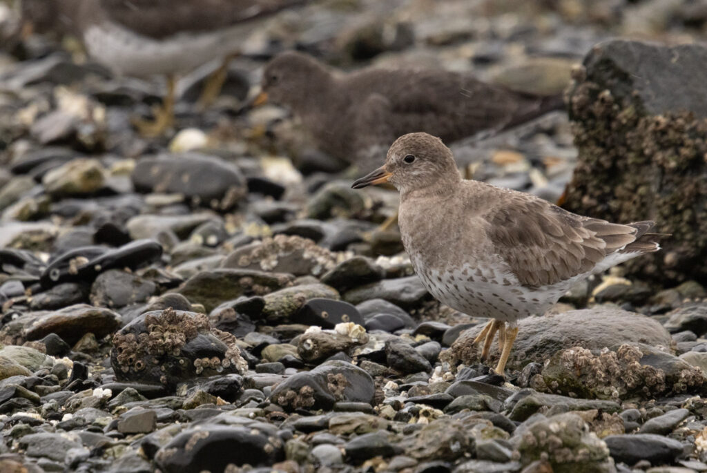 Pale Surfbird