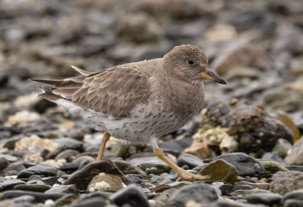 Pale Surfbird