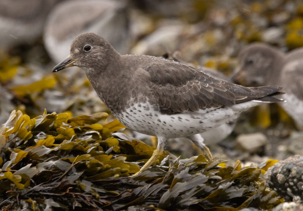 Surfbird