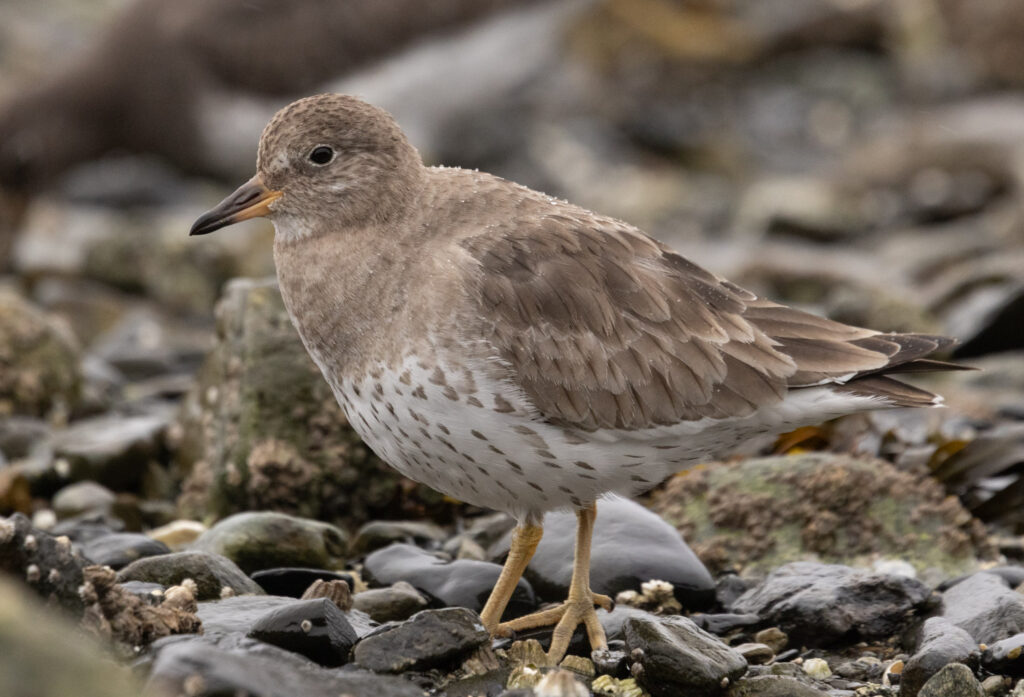 Pale Surfbird