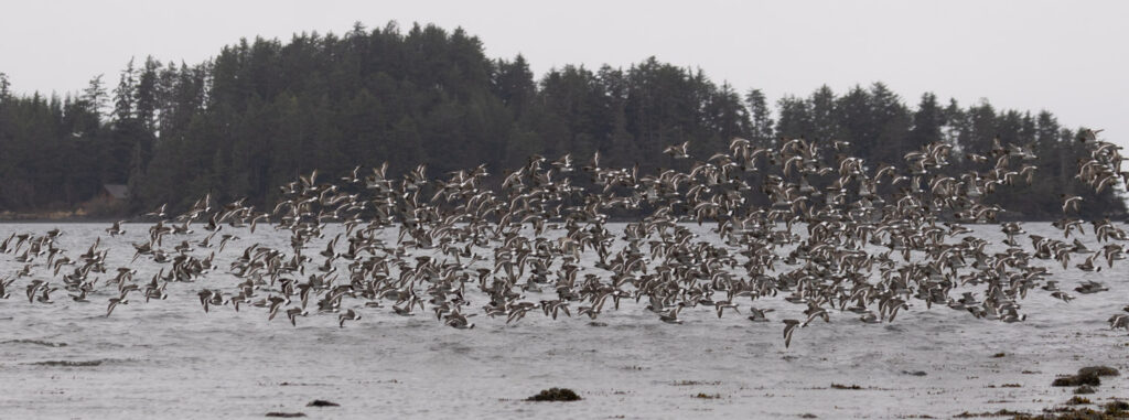 Shorebird Flock