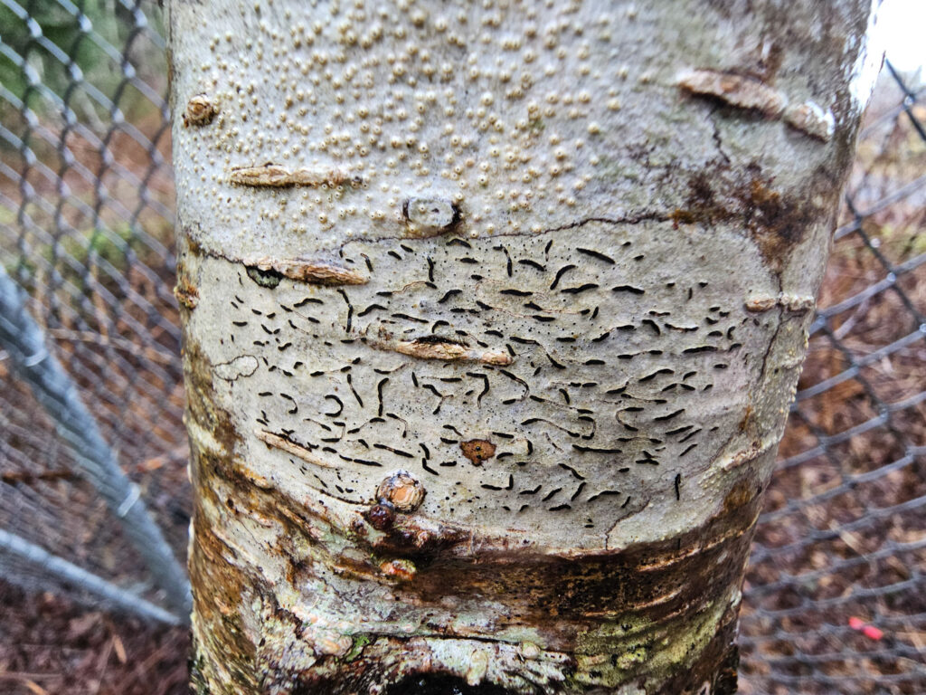 Script Lichen (<em>Graphis scripta</em>)