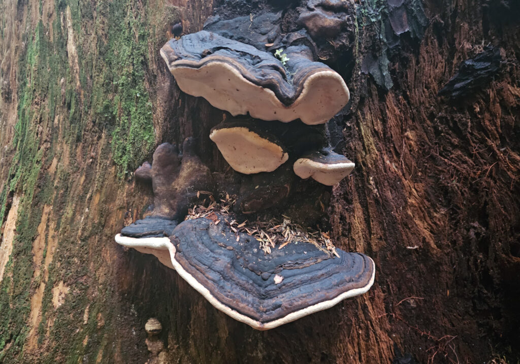 Fomitopsis ochracea