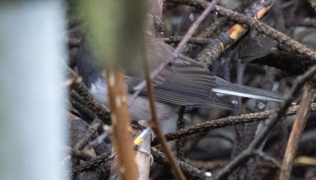 Banded Junco