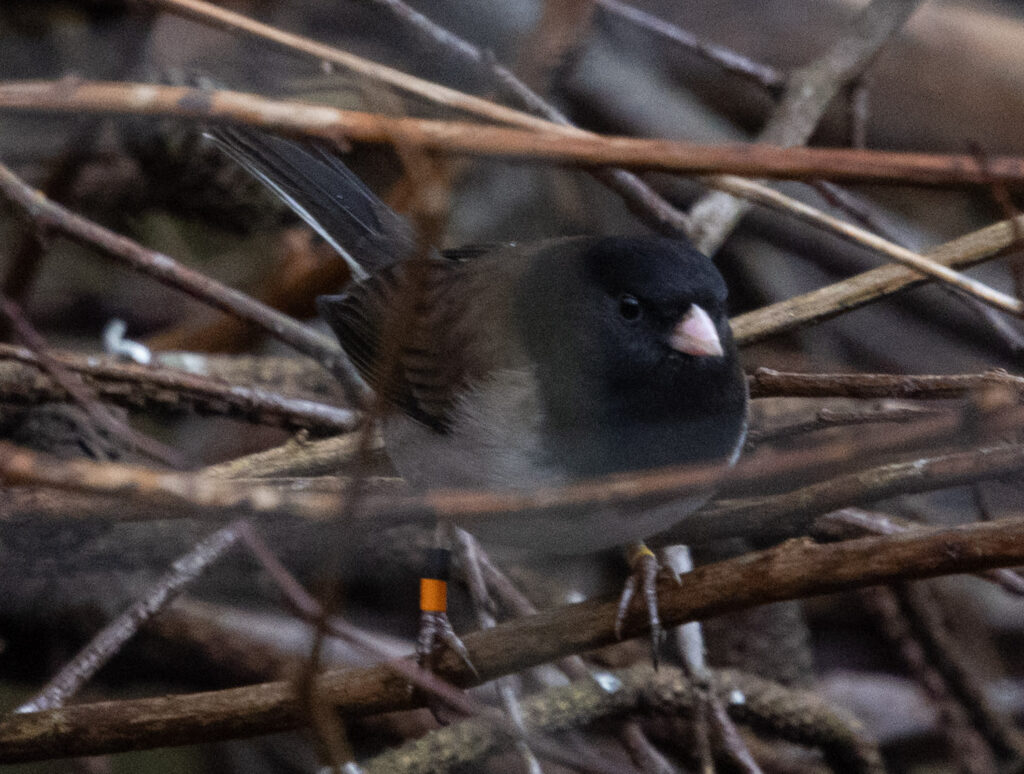 Banded Junco